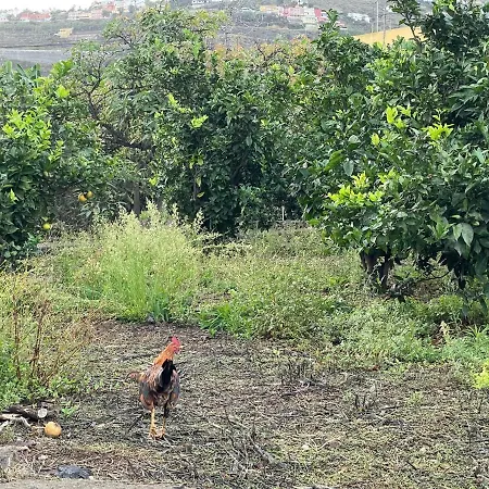 아파트 Bollullo Sunset - Araguaney 라오로타바